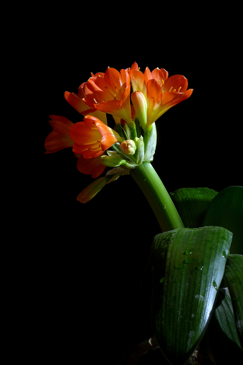 一组竖版君子兰恭贺贴