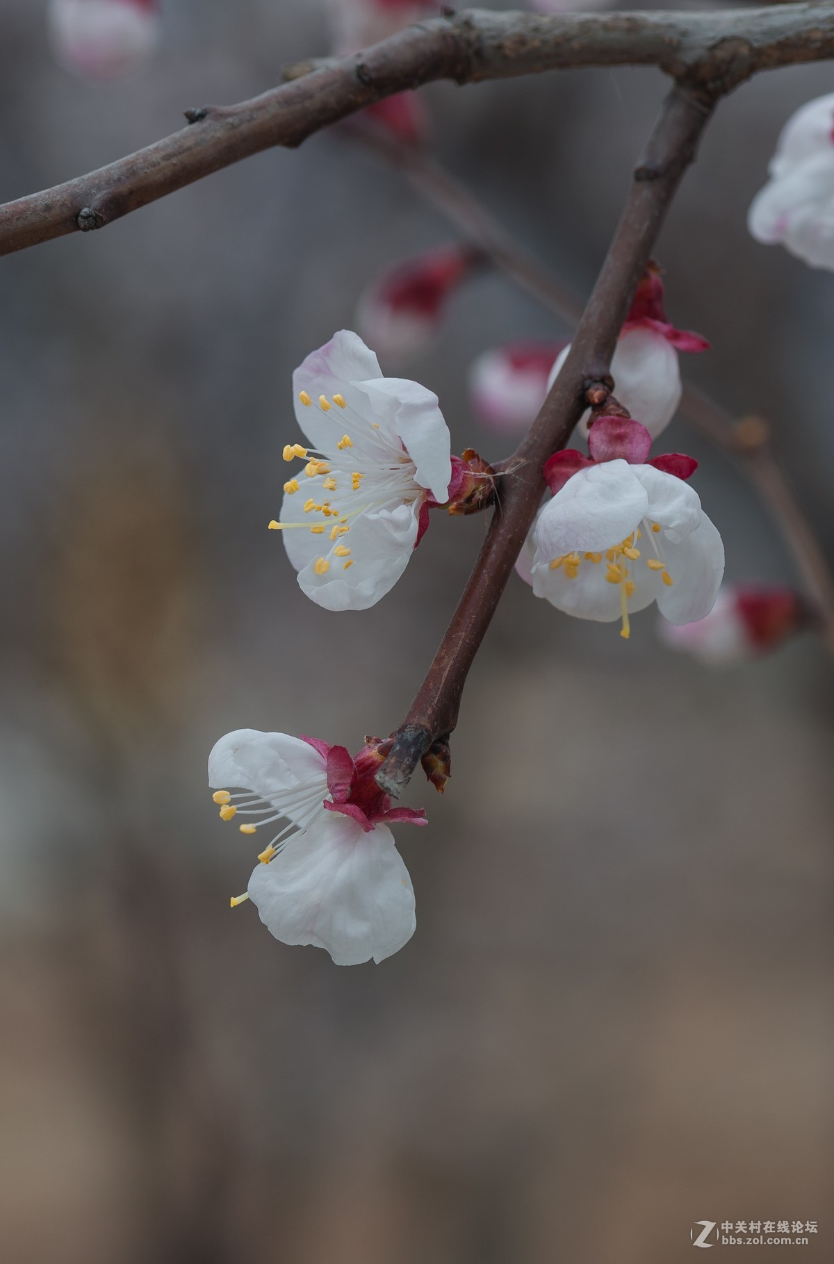 一枝红杏出墙来