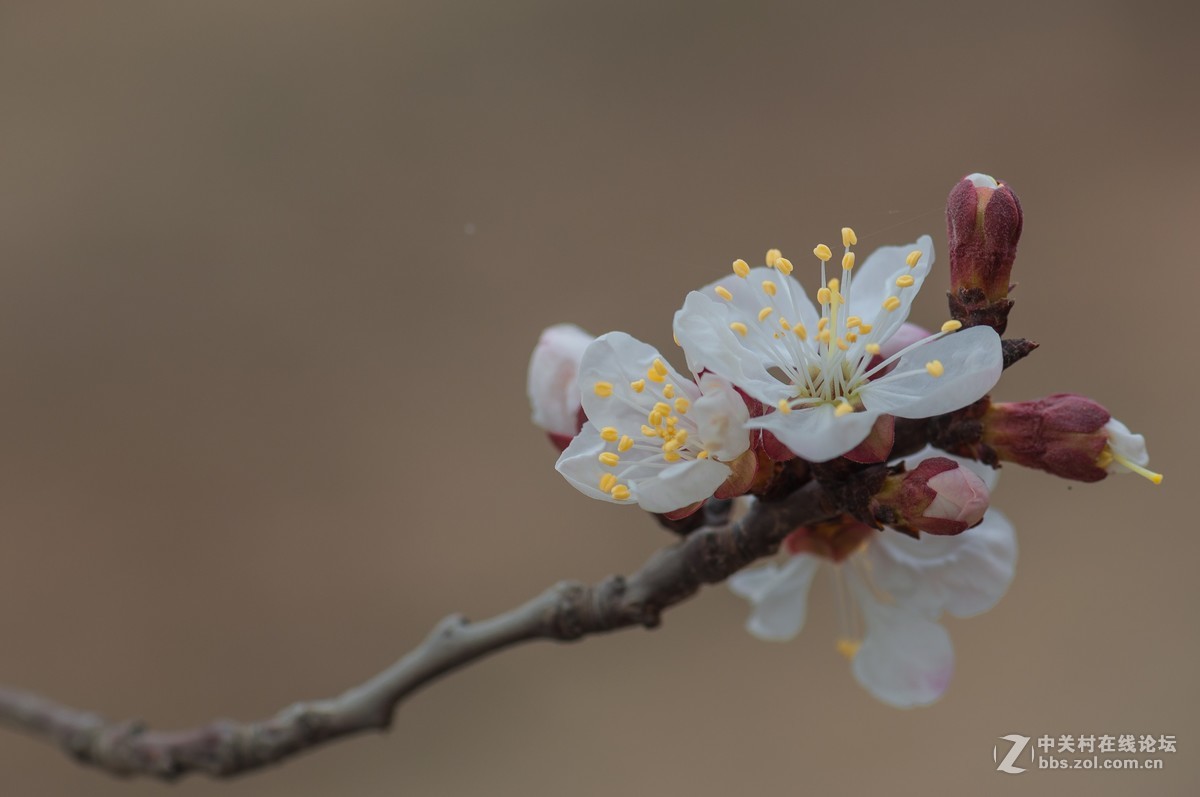 一枝红杏出墙来