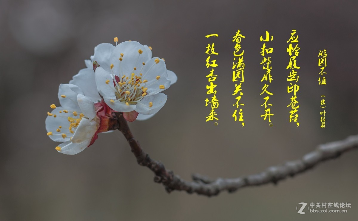 一枝红杏出墙来