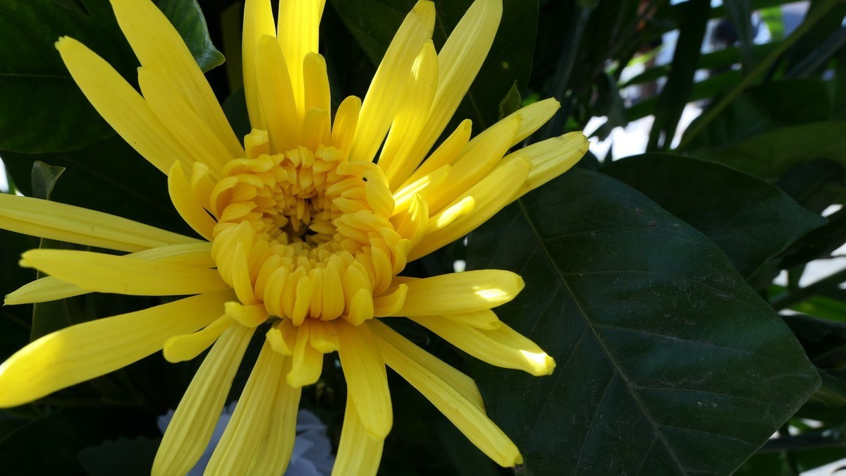 迎接英雄归故里