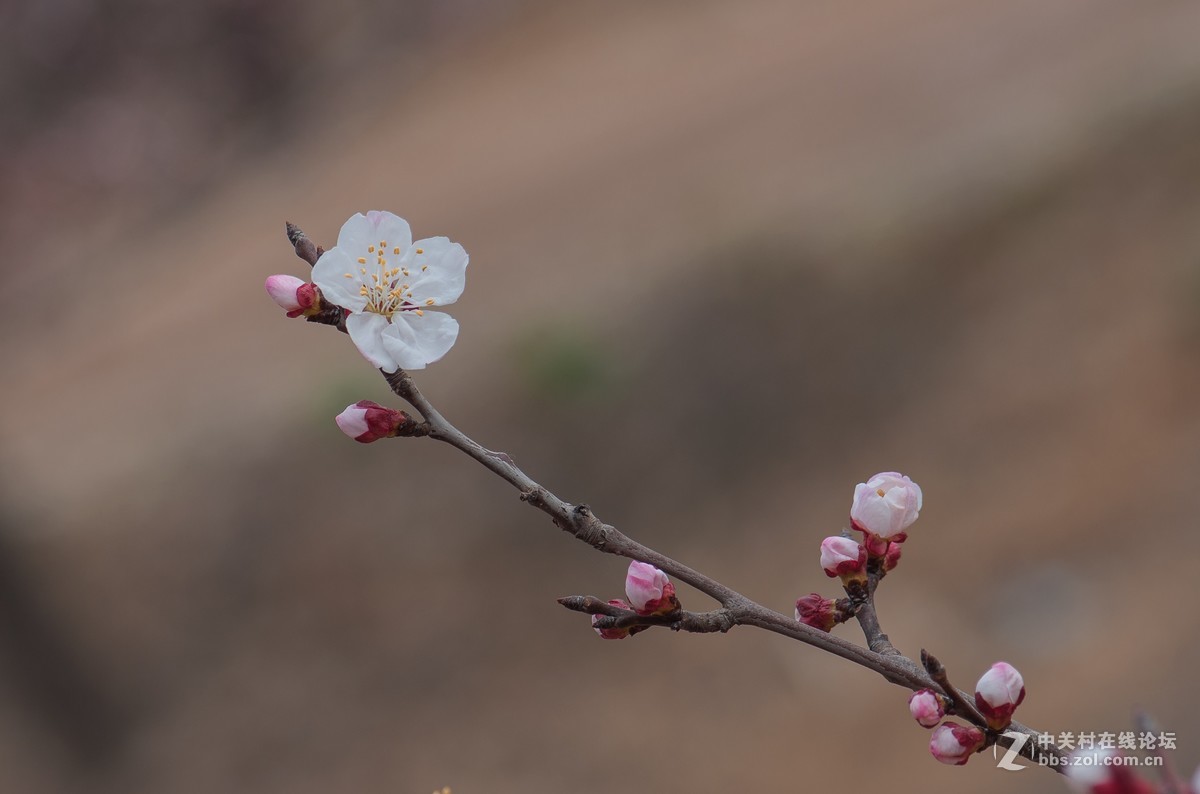 一枝红杏出墙来