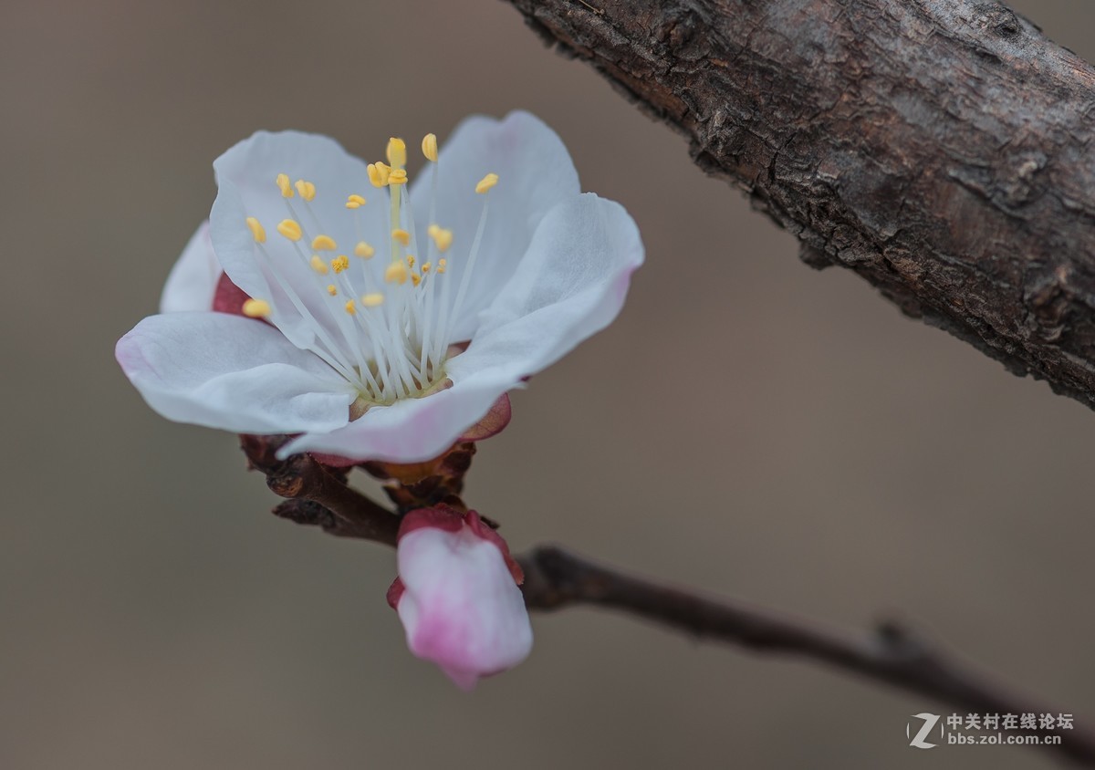 一枝红杏出墙来