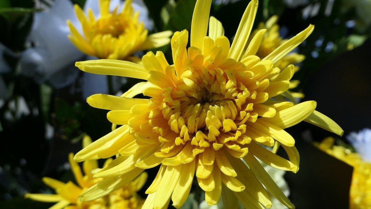 迎接英雄归故里