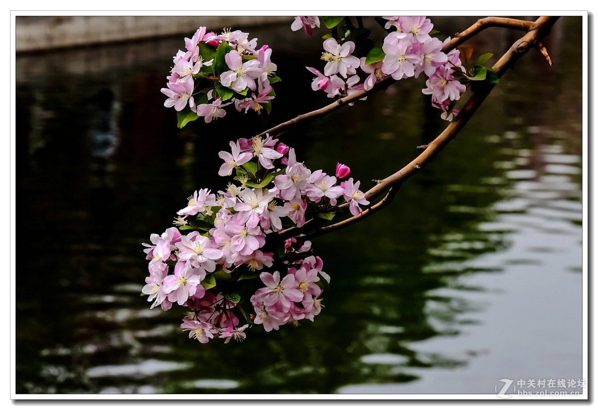 春花靓丽让人醉