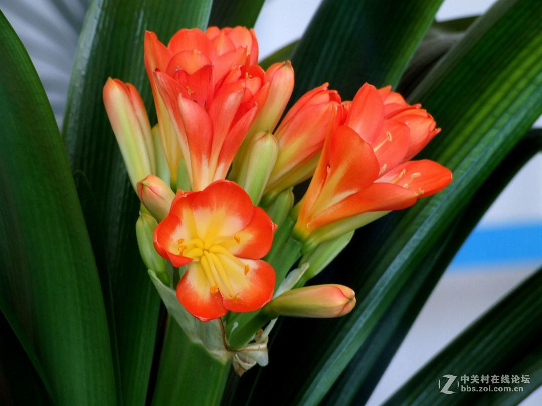 春花烂漫