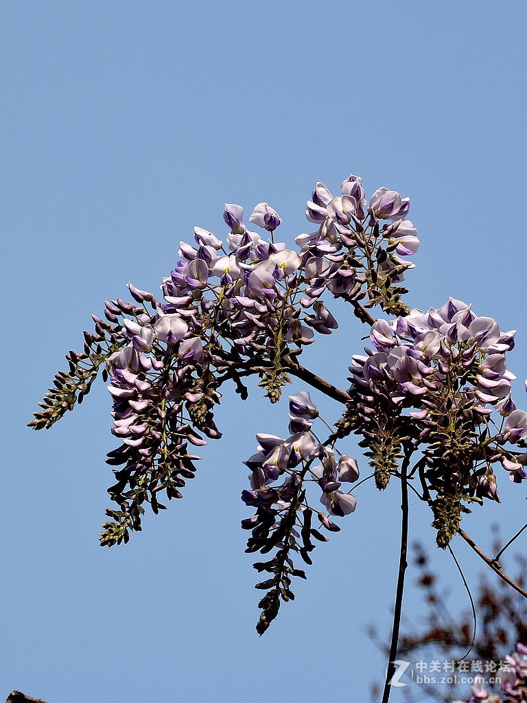葛花