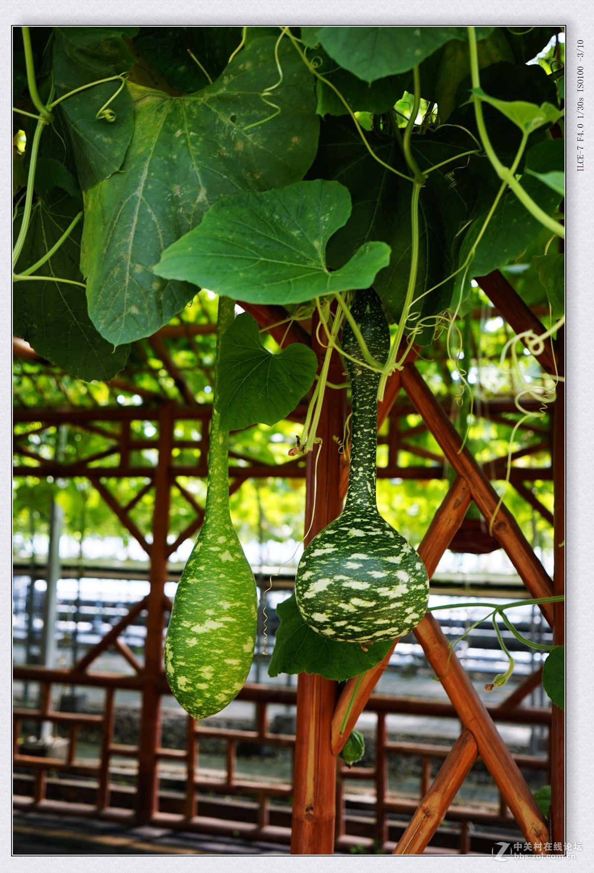 庞各庄老宋瓜王