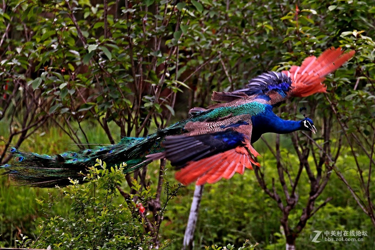 彩云之南孔雀飞