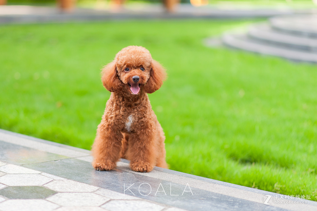 考拉一组狗模特工作照