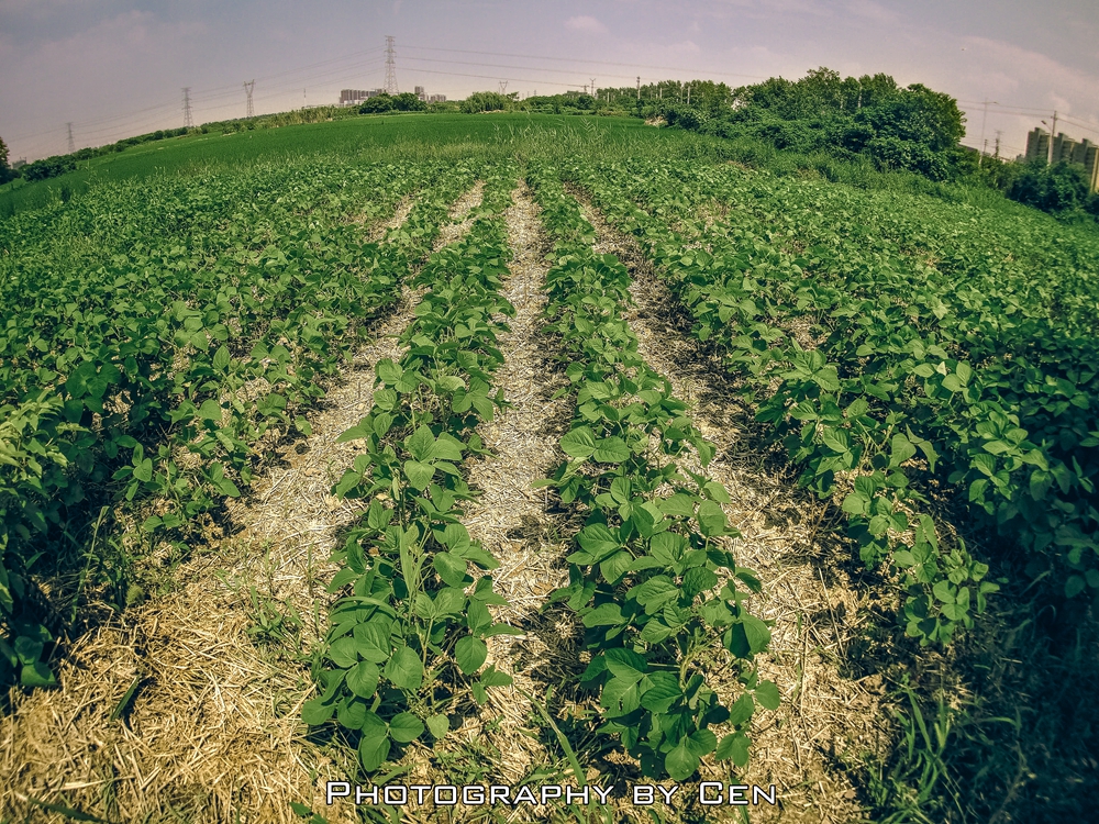 大热天闲逛随拍