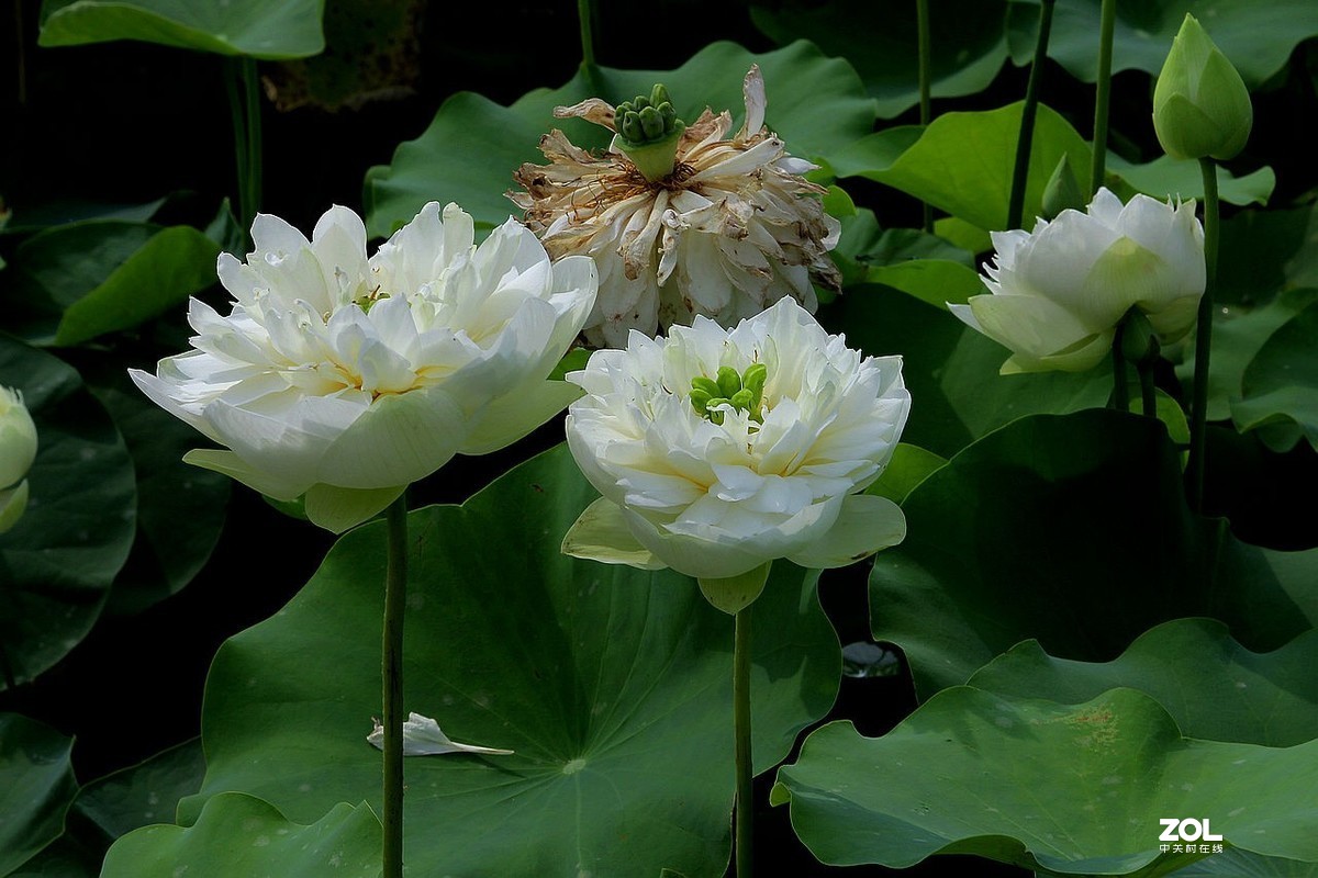 盆栽荷花-6