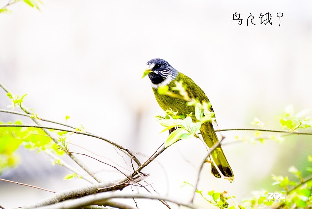 《鸟儿饿了》