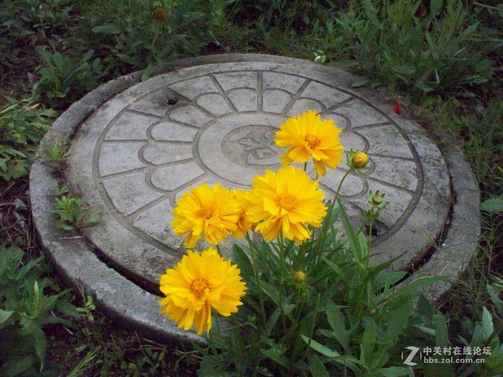 偶生长在井盖边上,出身贫贱,但偶很美