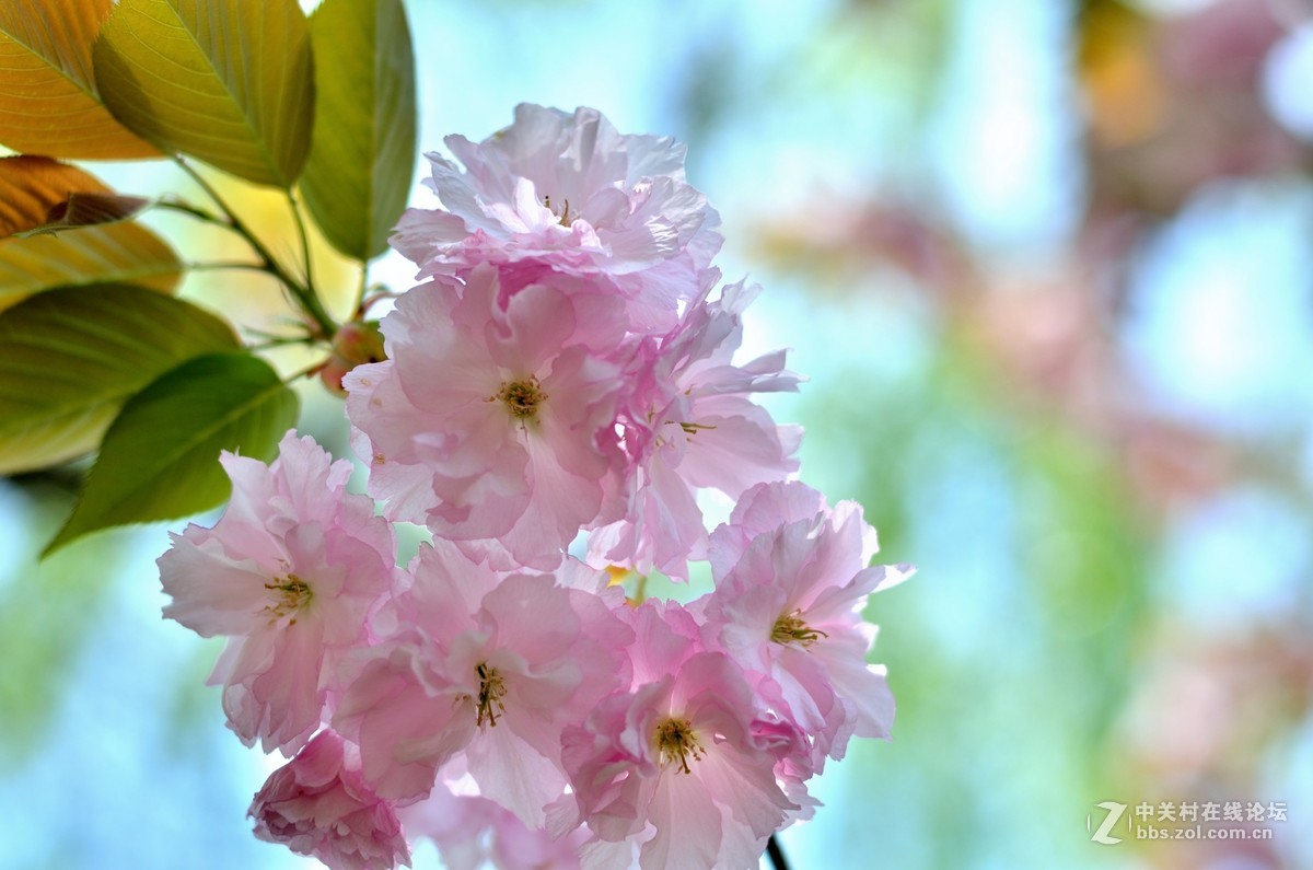 如何确定桃花位的位置？ (如何确定桃花位)