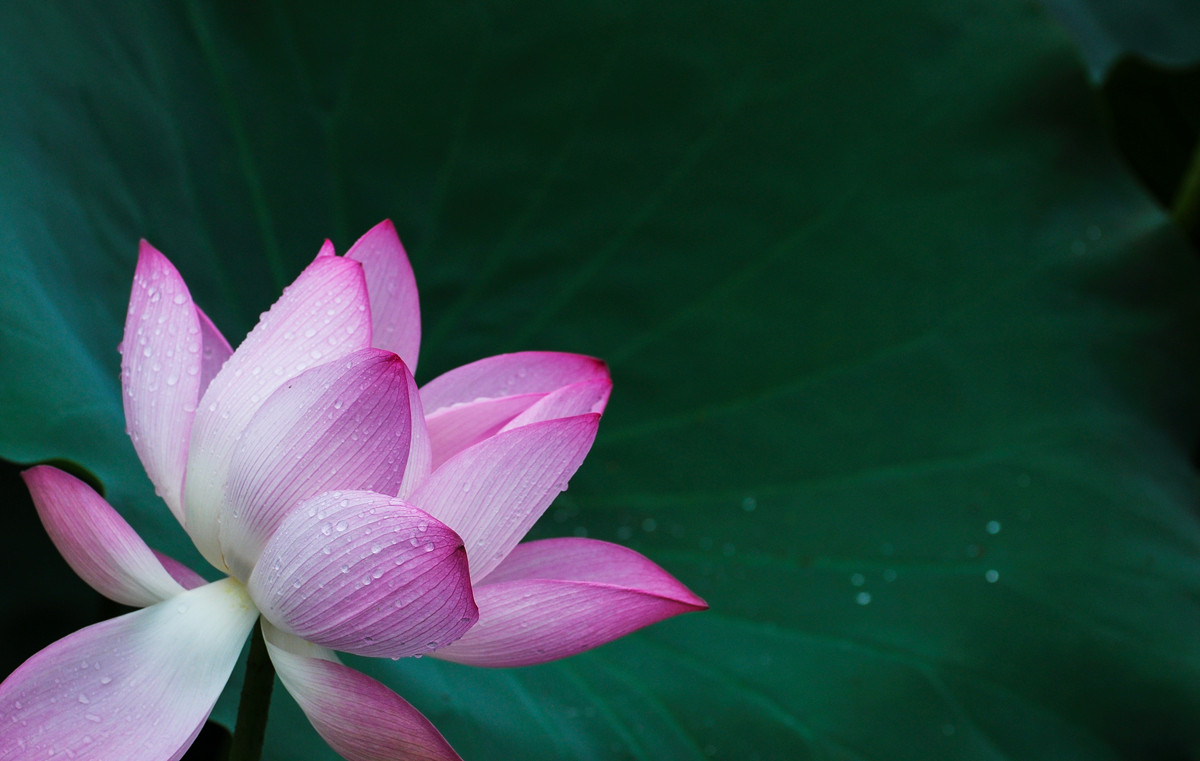 《南国夏荷》祝尼康星空(中国)#我镜头下最美的花儿#摄影比赛顺利进行