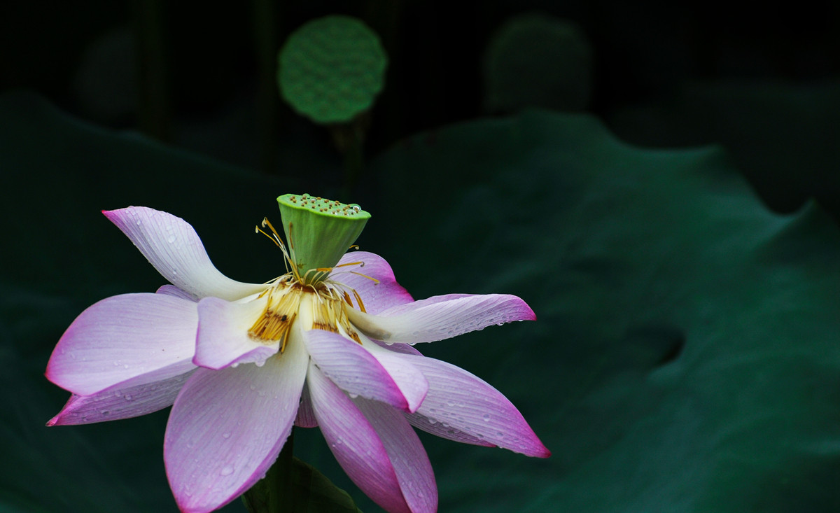 《南国夏荷》祝尼康星空(中国)#我镜头下最美的花儿#摄影比赛顺利进行