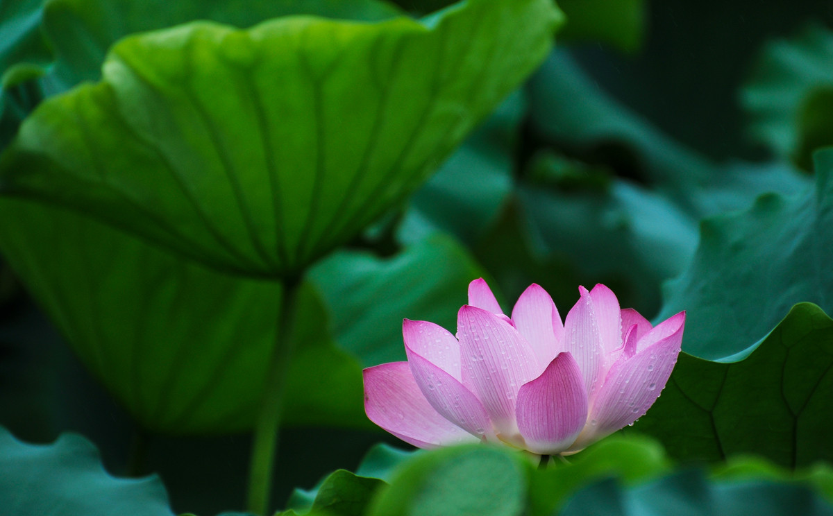 《南国夏荷》祝尼康星空(中国)#我镜头下最美的花儿#摄影比赛顺利进行