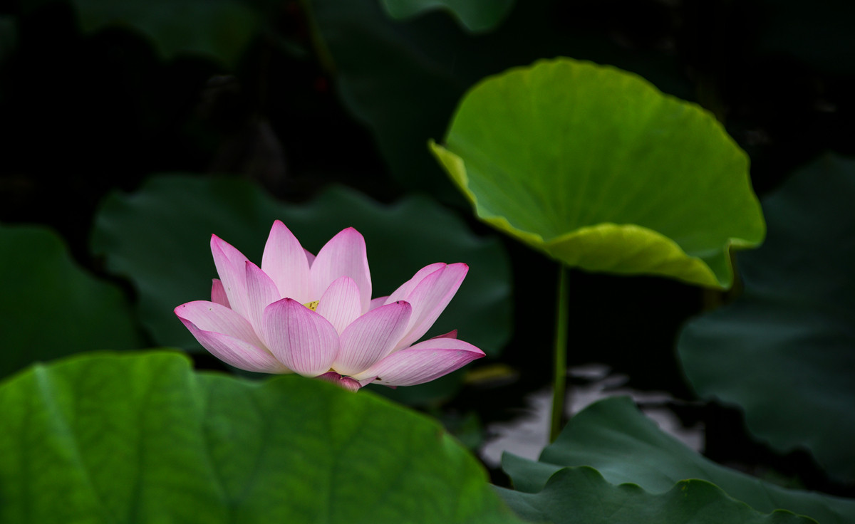 《南国夏荷》祝尼康星空(中国)#我镜头下最美的花儿#摄影比赛顺利进行