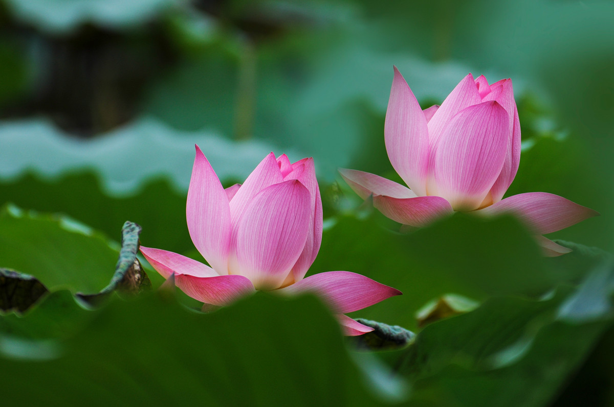 《南国夏荷》祝尼康星空(中国)#我镜头下最美的花儿#摄影比赛顺利进行