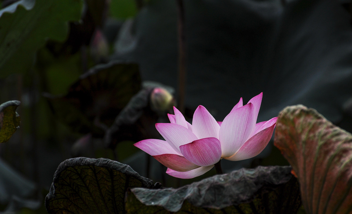 《南国夏荷》祝尼康星空(中国)#我镜头下最美的花儿#摄影比赛顺利进行