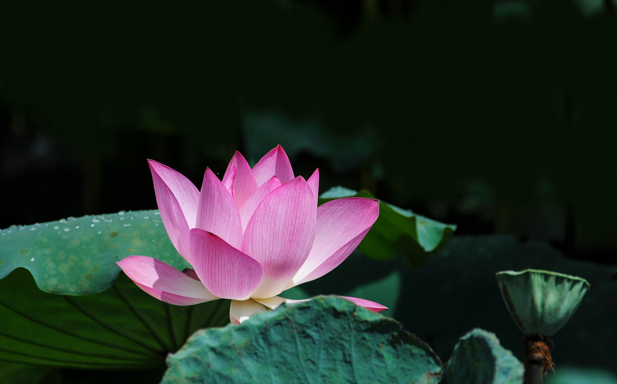 《南国夏荷》祝尼康星空(中国)#我镜头下最美的花儿#摄影比赛顺利进行