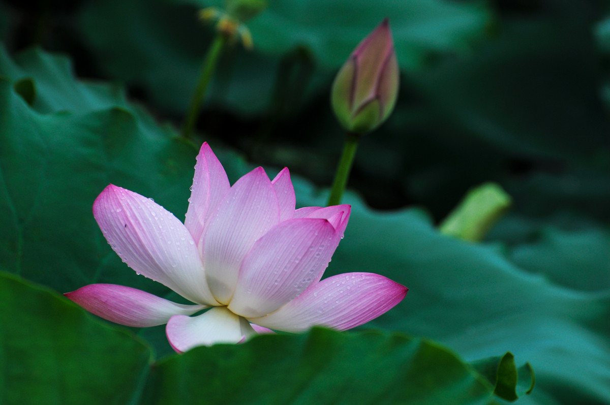 《南国夏荷》祝尼康星空(中国)#我镜头下最美的花儿#摄影比赛顺利进行