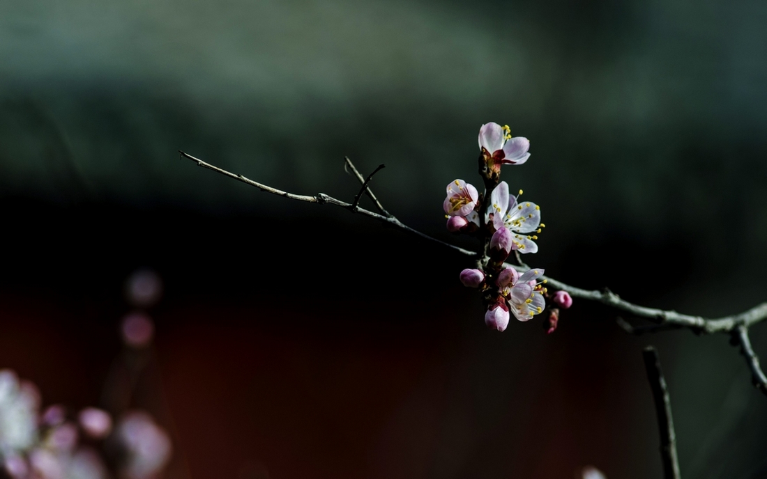 ----杏花----