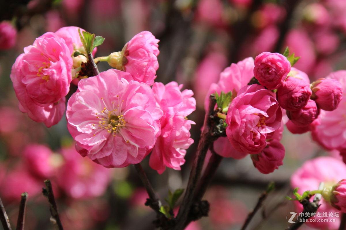 我也不知道什么花