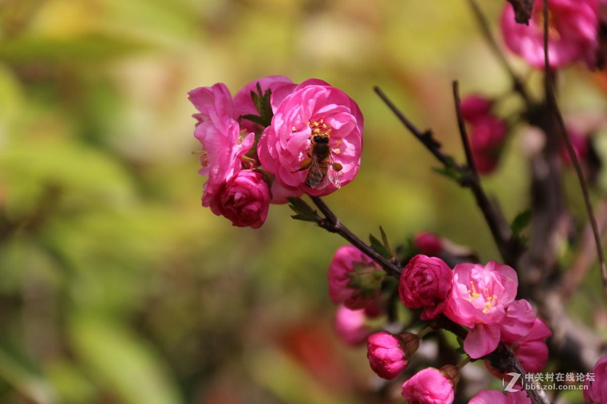 我也不知道什么花