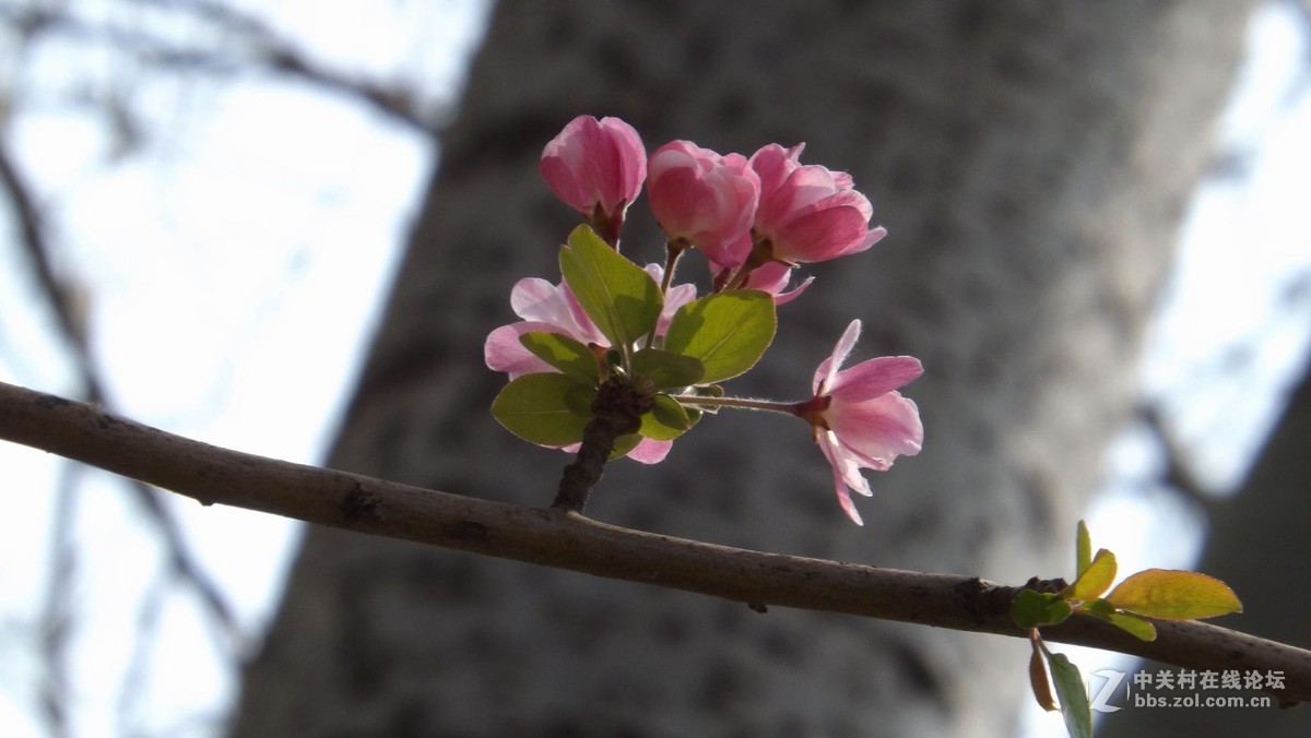 美丽海棠花