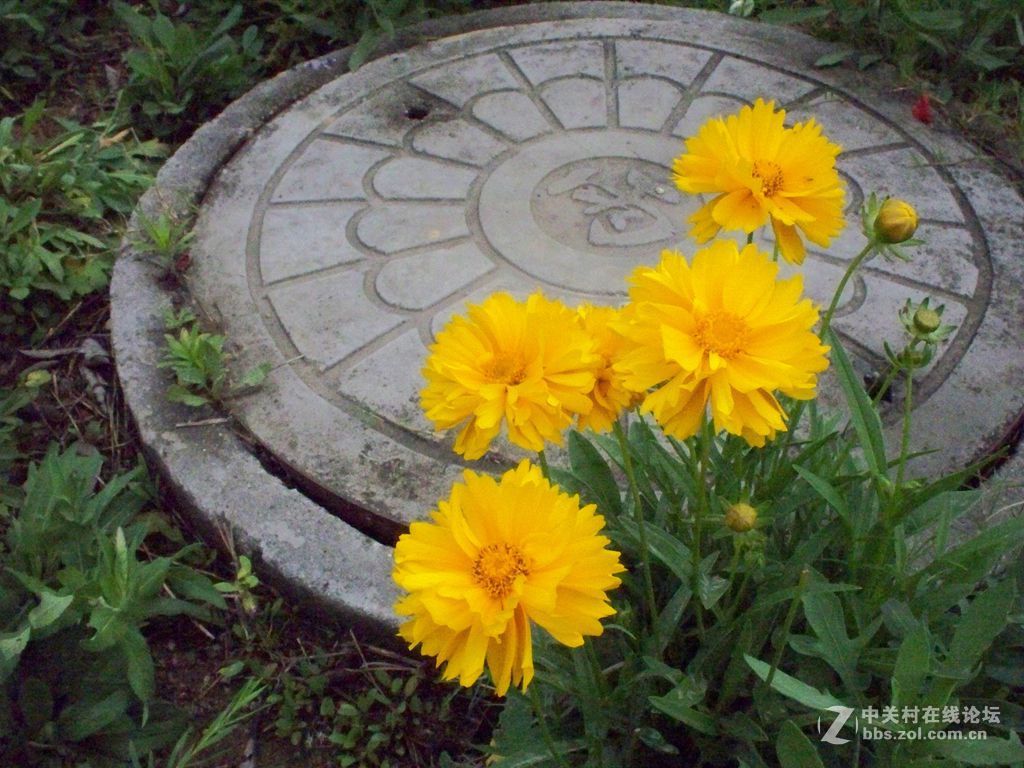 偶生长在井盖边上,出身贫贱,但偶很美