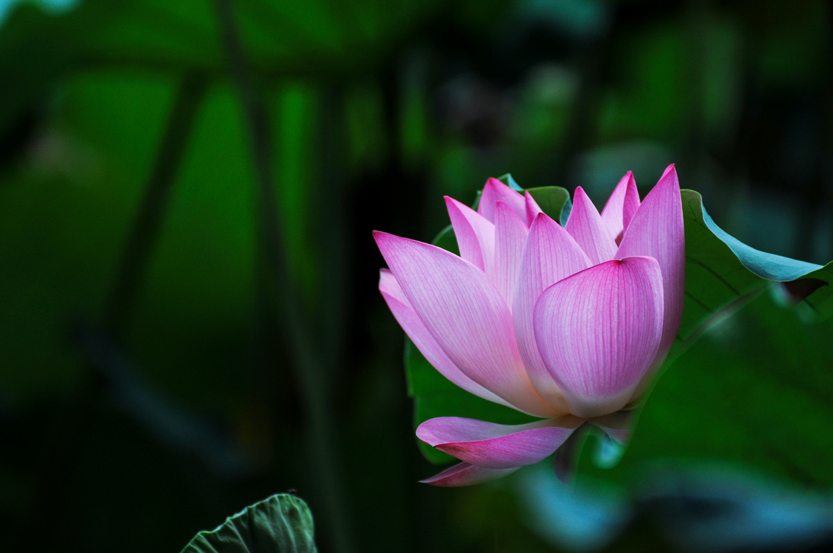 《南国夏荷》祝尼康星空(中国)#我镜头下最美的花儿#摄影比赛顺利进行