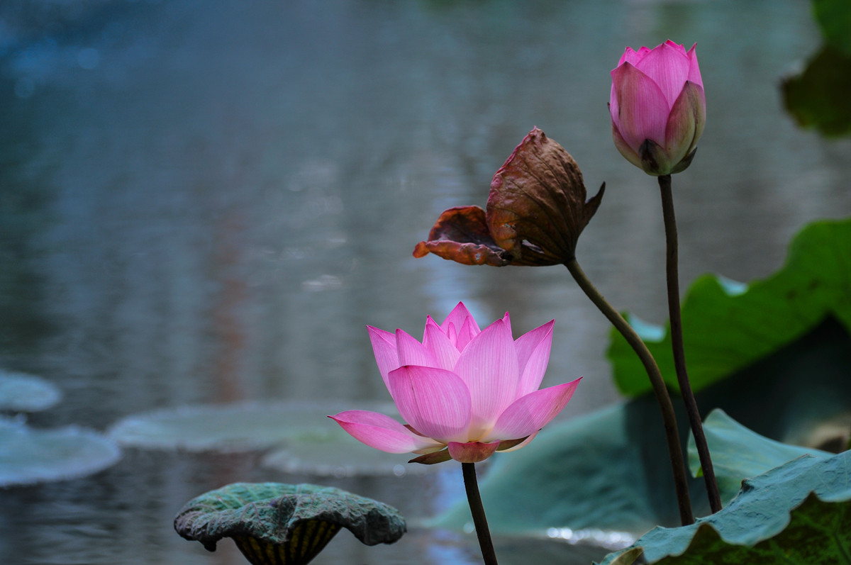 《南国夏荷》祝尼康星空(中国)#我镜头下最美的花儿#摄影比赛顺利进行