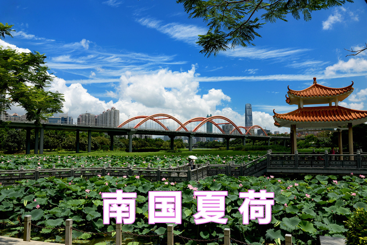 《南国夏荷》祝尼康星空(中国)#我镜头下最美的花儿#摄影比赛顺利进行