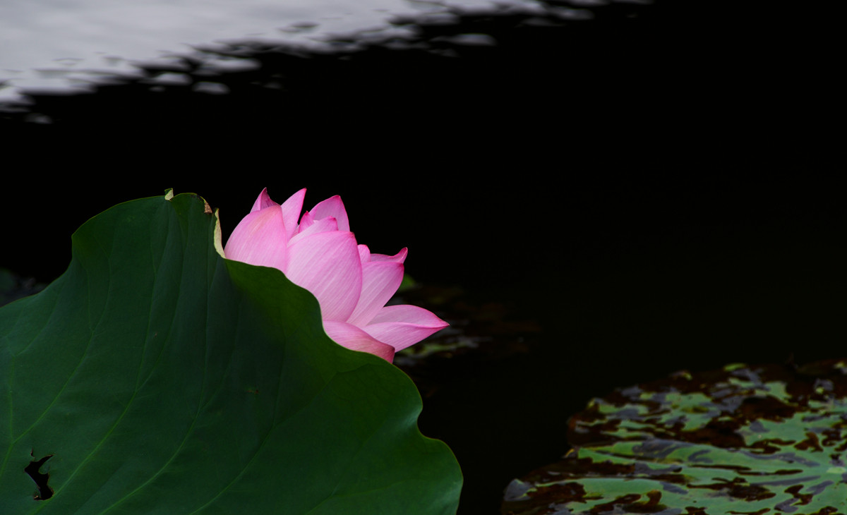 《南国夏荷》祝尼康星空(中国)#我镜头下最美的花儿#摄影比赛顺利进行