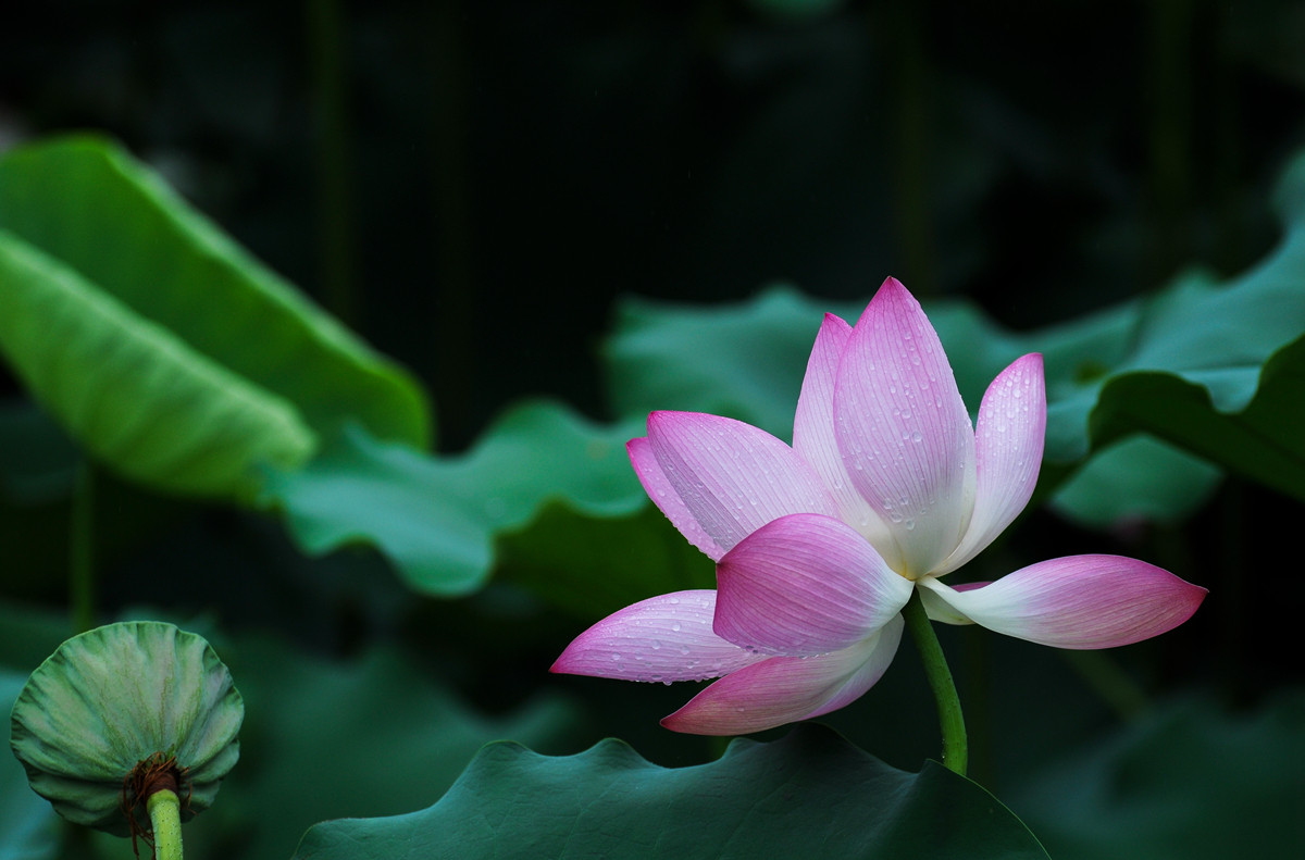 《南国夏荷》祝尼康星空(中国)#我镜头下最美的花儿#摄影比赛顺利进行