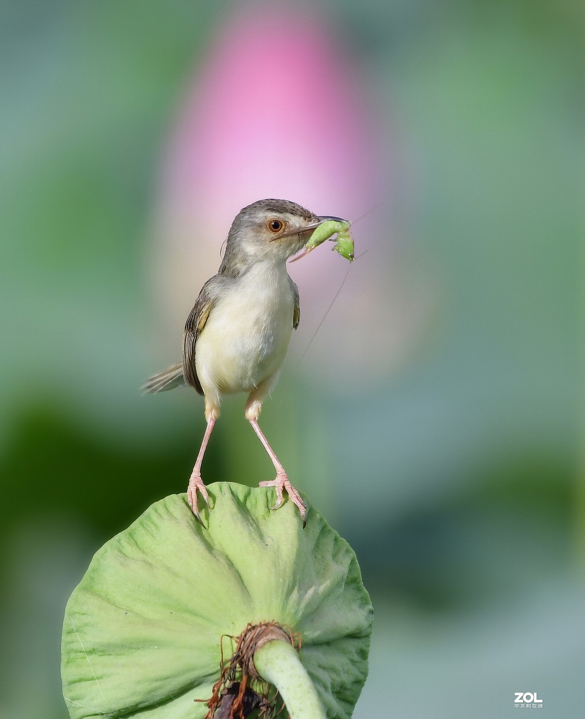 捉虫高手