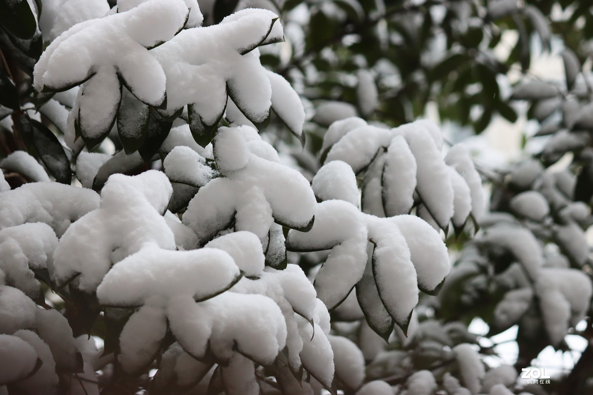 一 场 好 雪