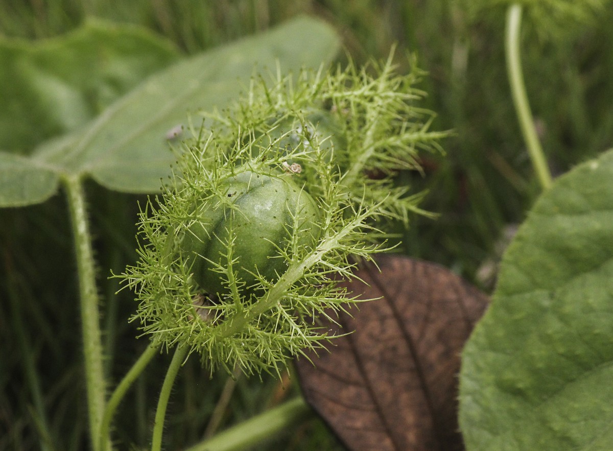 綠道邊上之龍珠果
