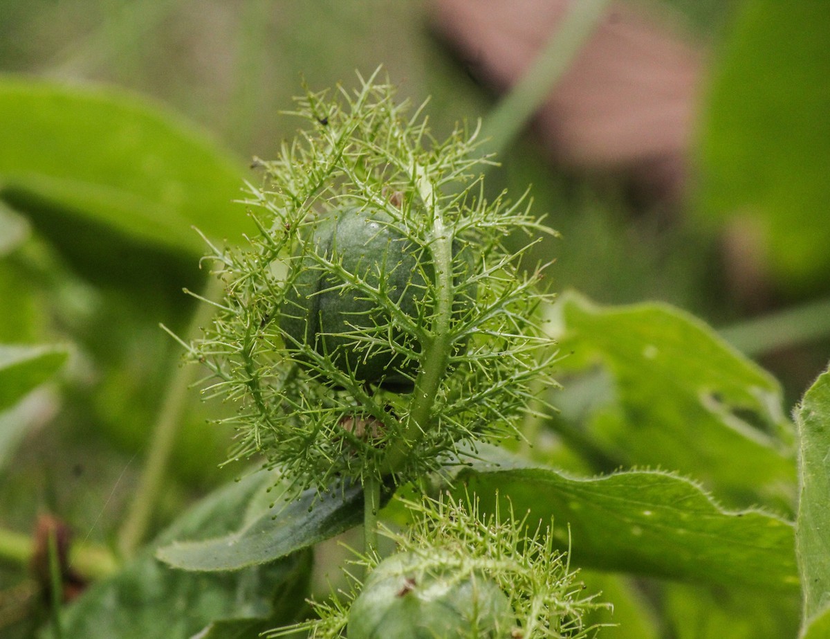 綠道邊上之龍珠果
