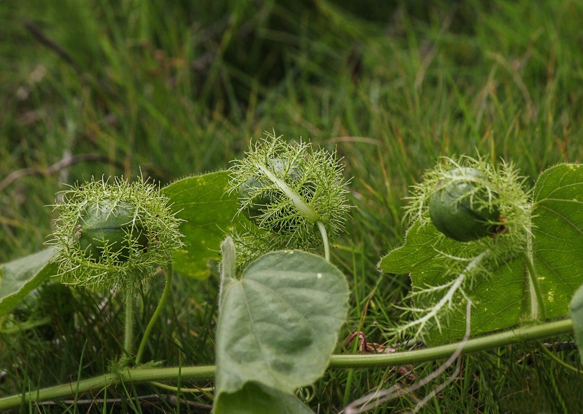 綠道邊上之龍珠果