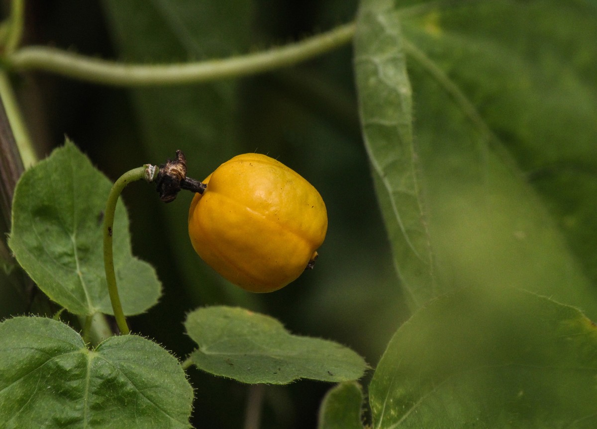 綠道邊上之龍珠果