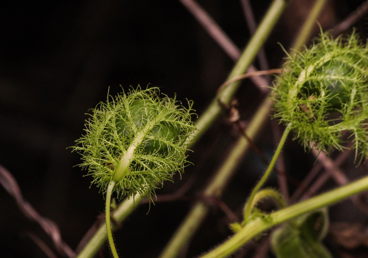 綠道邊上之龍珠果