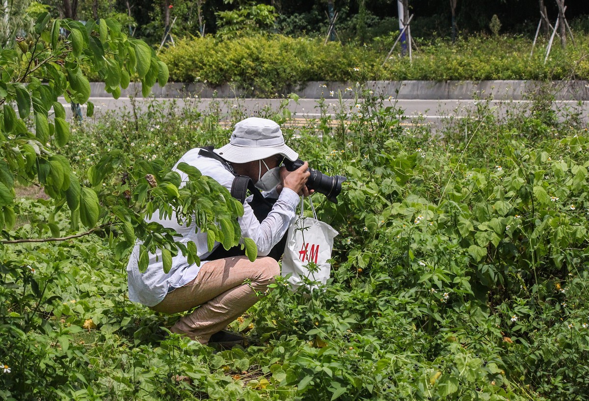 綠道邊上之龍珠果