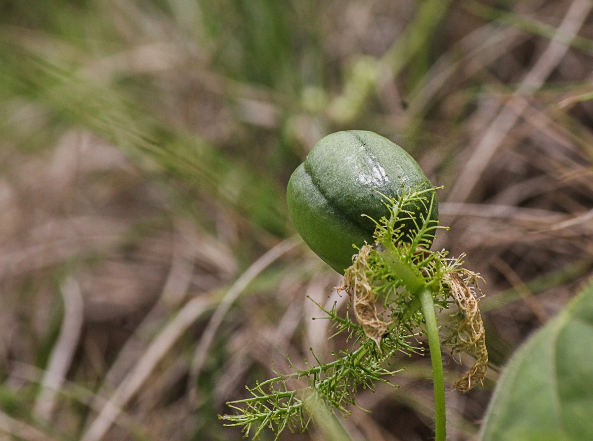 綠道邊上之龍珠果