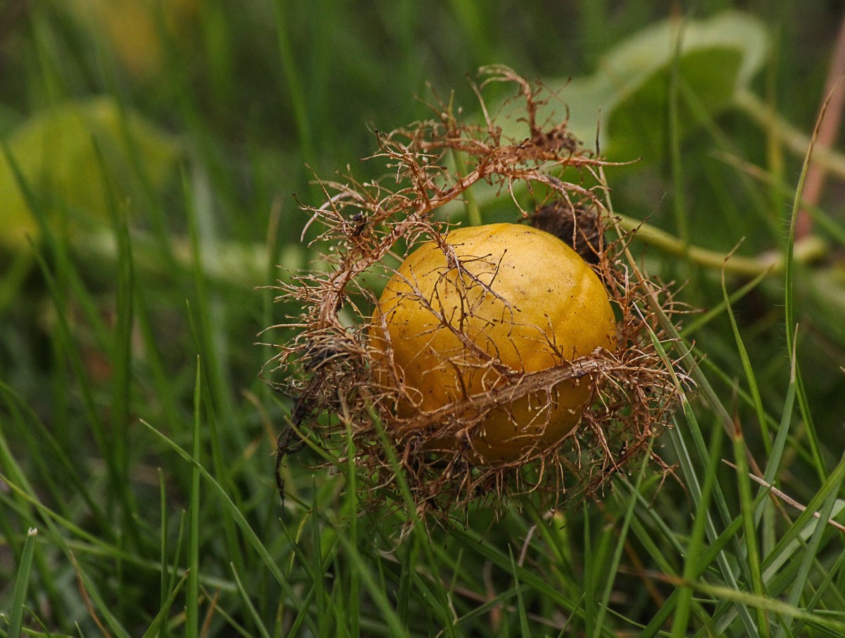 綠道邊上之龍珠果