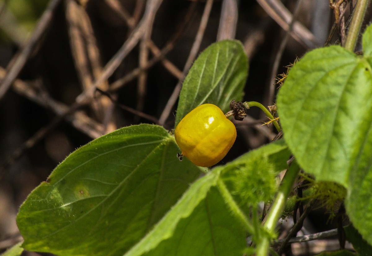 綠道邊上之龍珠果