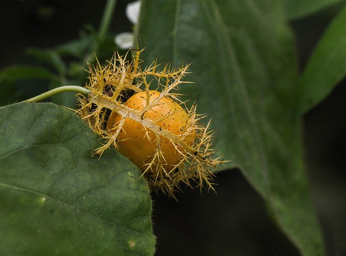 綠道邊上之龍珠果