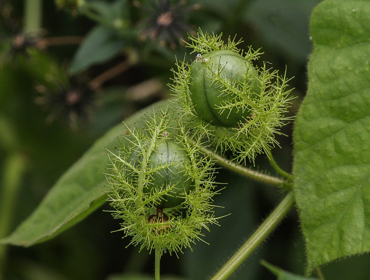 綠道邊上之龍珠果